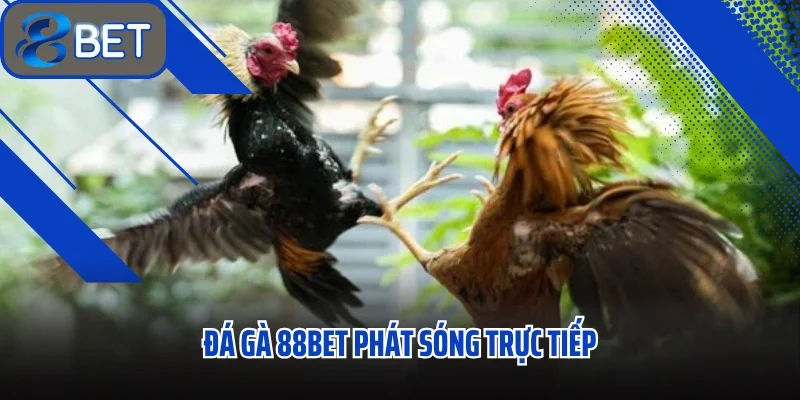 Đá gà 88BET phát sóng trực tiếp với độ minh bạch tối đa
