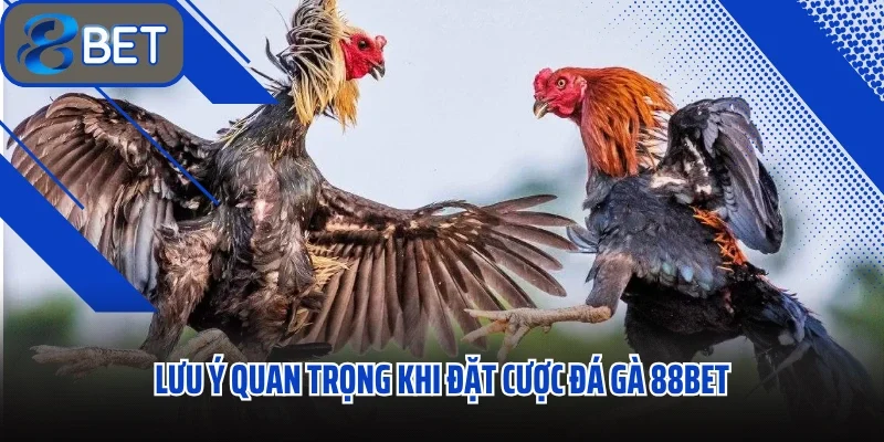 Lưu ý quan trọng khi đặt cược đá gà 88BET